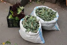 والک؛ سبزی محبوب بهار که نفخ را از بین می‌برد و غذای خوشمزه والک‌پلو از آن تهیه می‌شود