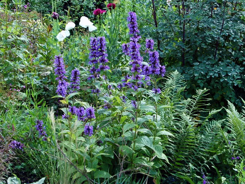 گیاه Nepeta koeieana