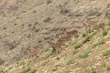 زندگی در ارتفاع ۵۰۰۰ متری ایران چگونه ممکن است؟ چه حیواناتی تا نزدیک قله دماوند می‌روند؟