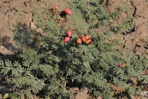 کهورک یا جغجغه؛ گیاه کهن‌سال و بومی ایران که تاثیری جادویی در درمان کبد و افزایش وزن گاوها و گوسفند‌ها دارد!