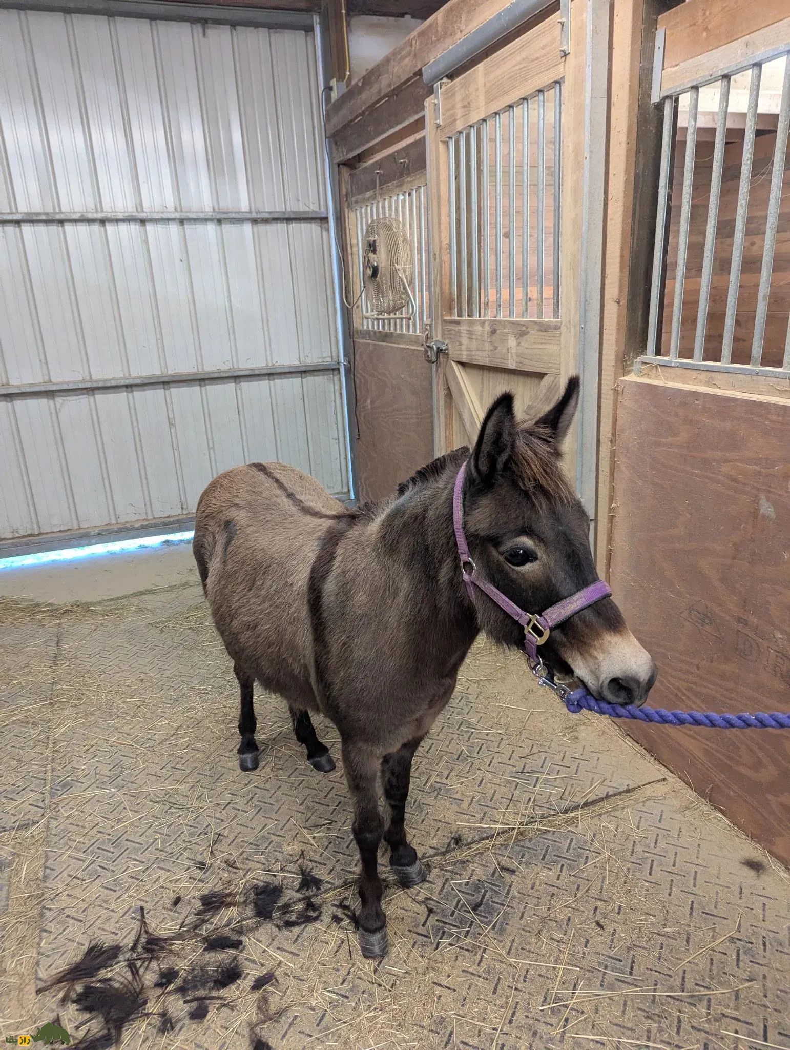 هینی یا یابو هینی یا یابو