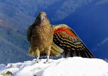 (ویدئو) کیا؛ طوطی عجیبی که خوراکش لاشه بُز و گوسفند است!