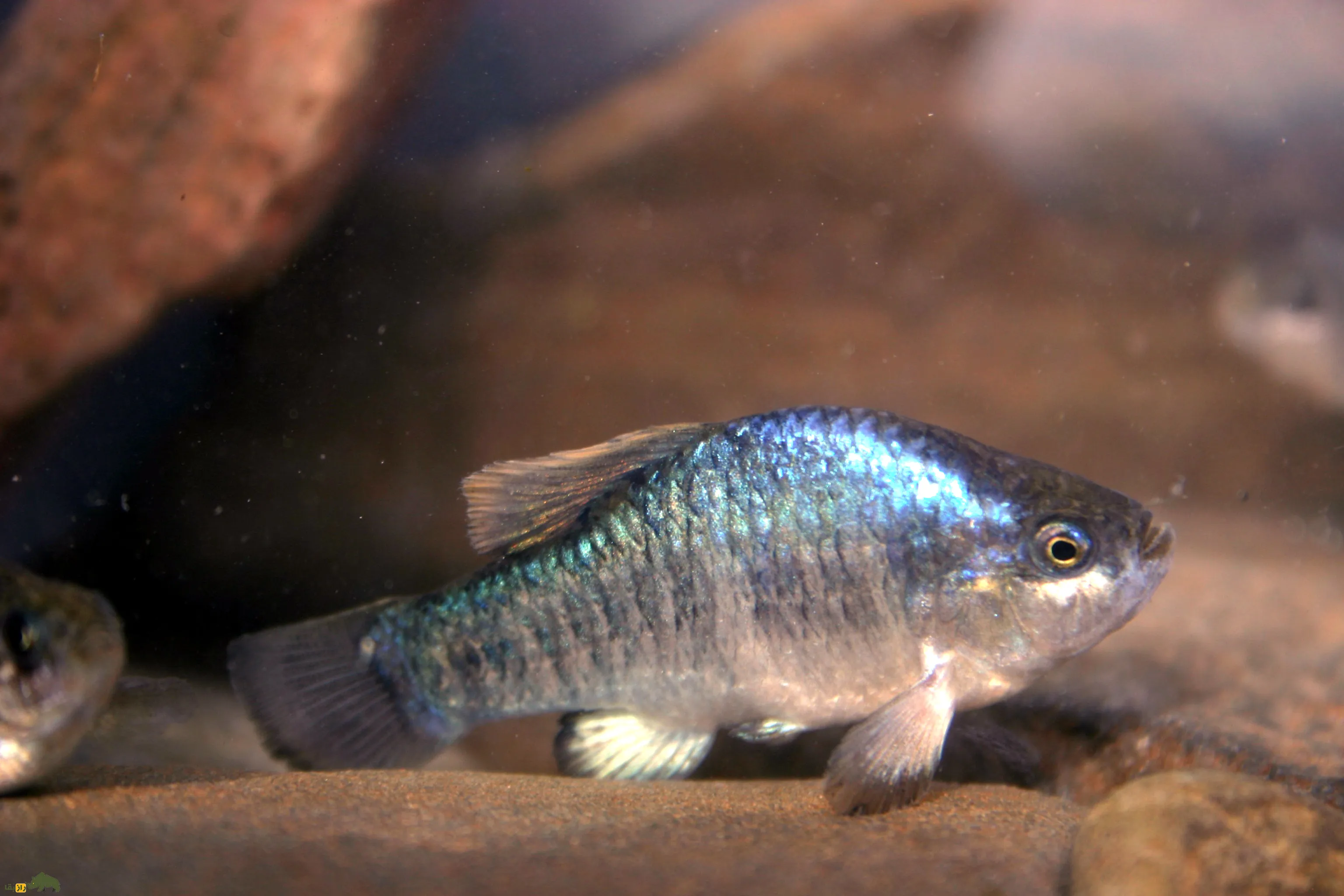 Owens pupfish Owens pupfish