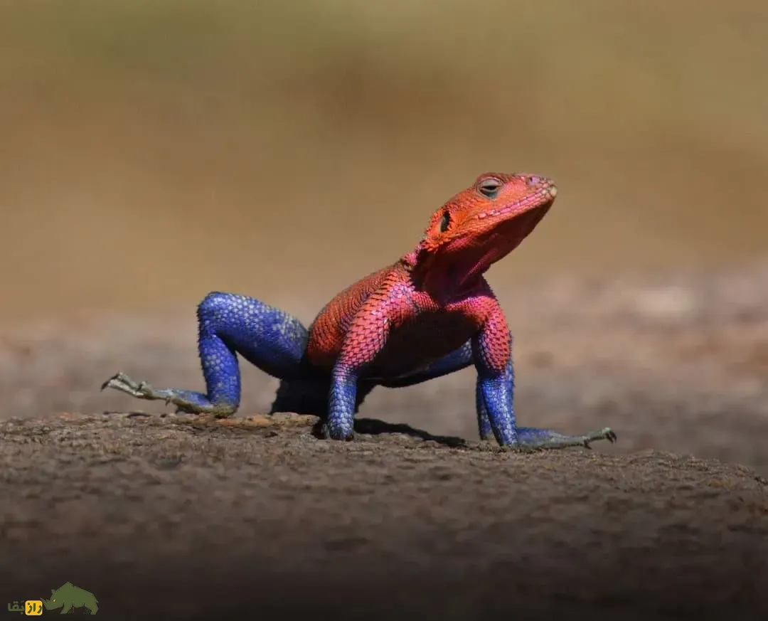مارمولک مرد عنکبوتی مارمولک مرد عنکبوتی