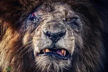 اسکارفیس چگونه مرد؟ داستان غم‌انگیز مرگ مشهورترین شیر جهان
