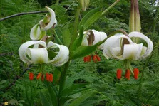 سوسن چلچراغ؛ کم‌یاب‌ترین گل دنیا که تنها در روستای داماش گیلان می‌روید